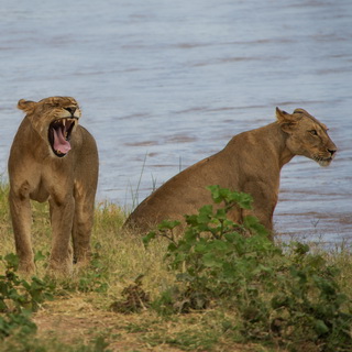 Samburu - Lions